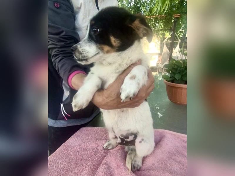 Angelo – kleiner Herzensbrecher sucht seine Familie