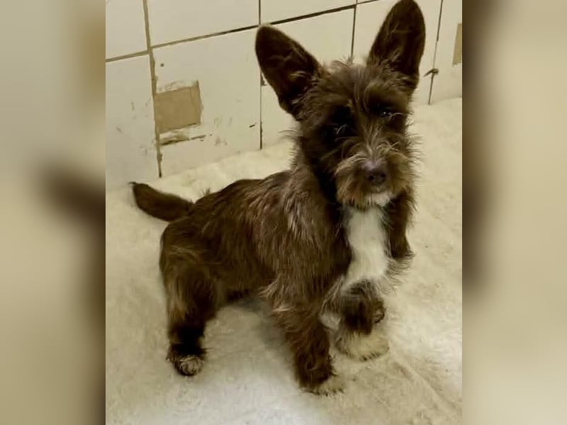 Schokomäuschen PENNY…