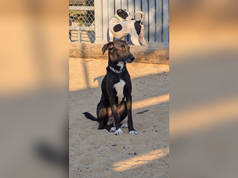 Zauberhafte Sophie wartet in Portugal auf unserem Tierschutzhof!