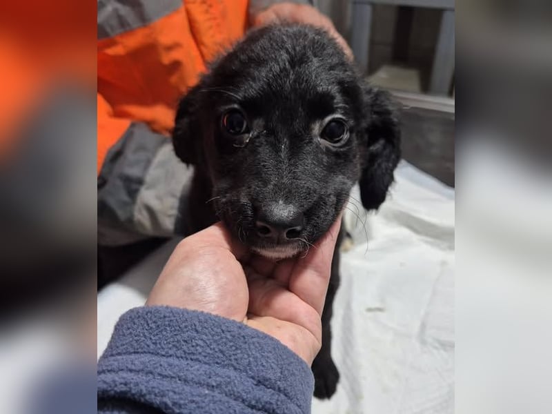 Welpenhündin 890526 sucht ihr eigenes Zuhause