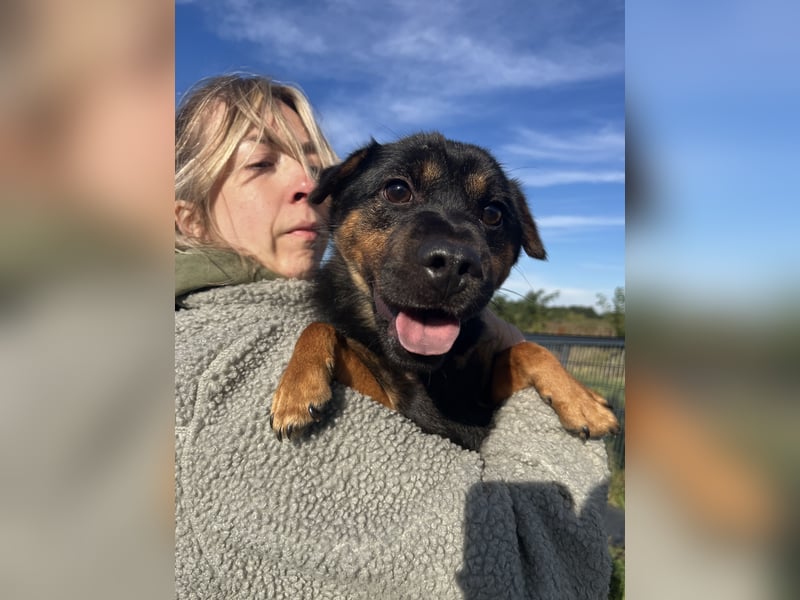Kolos der gute-Laune-Hund