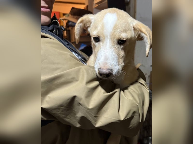 ⭐️Nurian⭐️, schüchterner Welpe, 6 Monate, 35 cm, Mischling, Tierschutz Rumänien