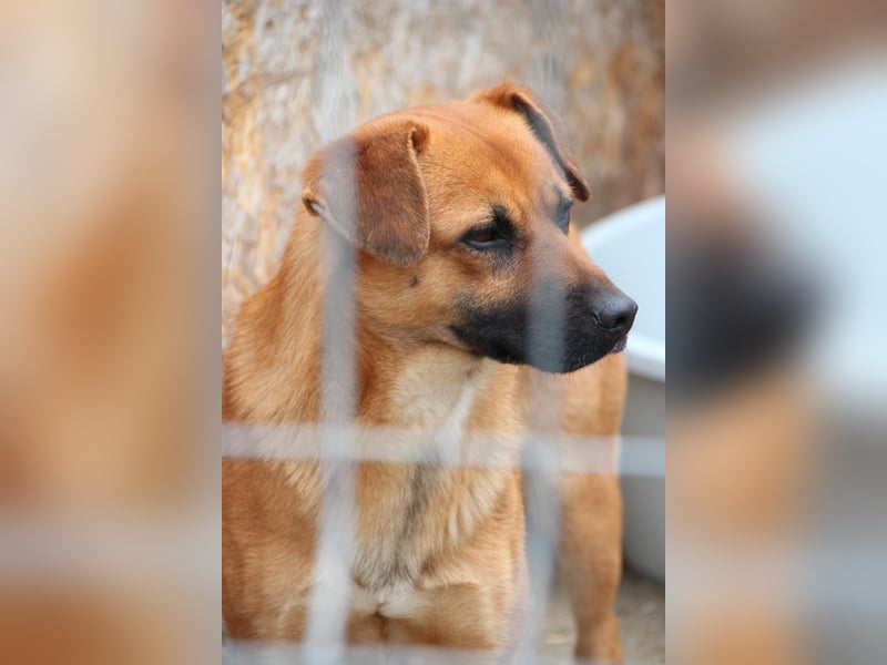 OLLI, lustiger Hundejunge, 1 Jahr, 36 cm, Mischling, Tierschutz