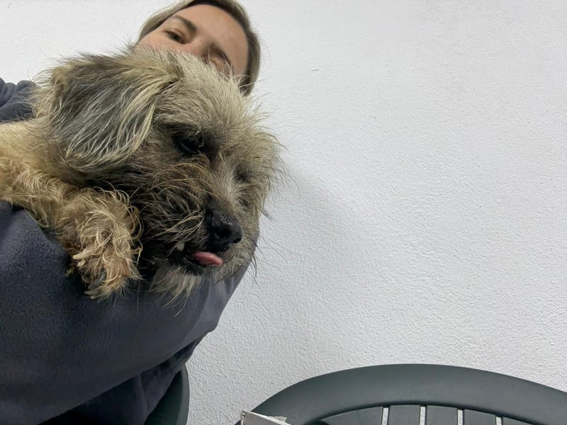 ⭐️Bruna⭐️, Knuddelmaus, Hündin, 2 Jahre, 30 cm, Mischling, Tierschutz