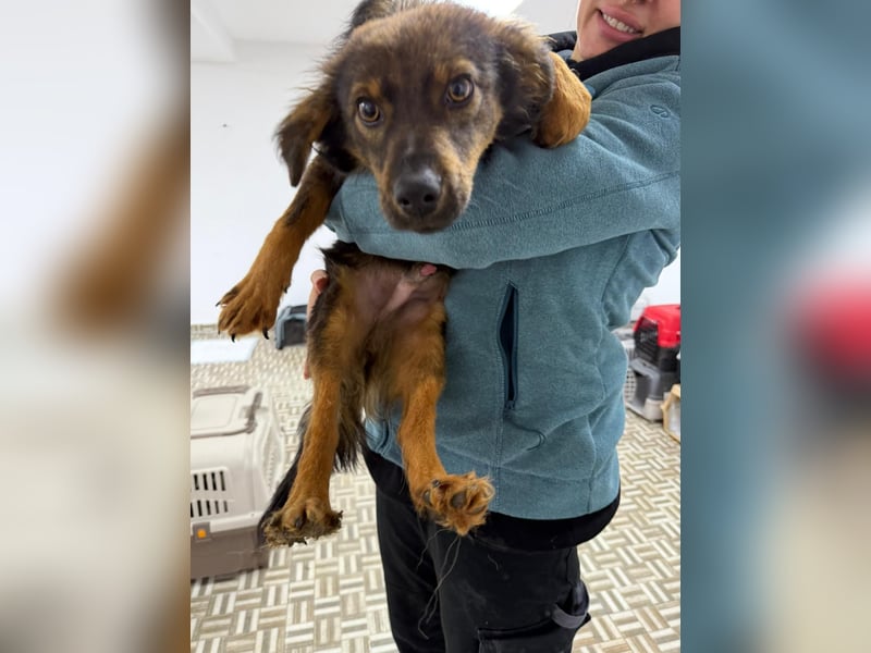 ⭐️Herro⭐️, Herzensbrecher, Rüde, 11 Monate, 38 cm, Mischling, Tierschutz