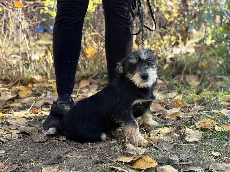Texton - Er will nicht im Tierheim aufwachsen!
