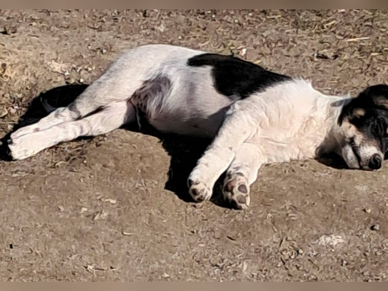 Vidar, kleiner Hundemann sucht sein Körbchen