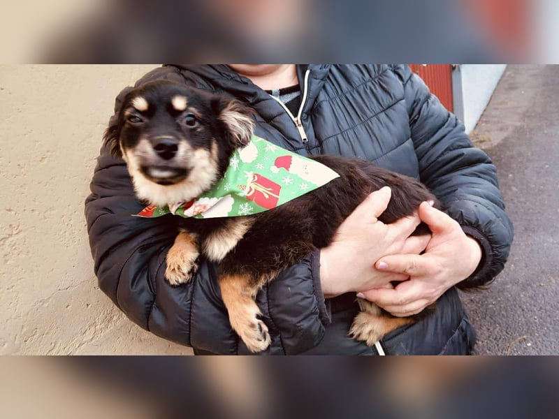 Zuckerschnute Csipke möchte endlich ankommen