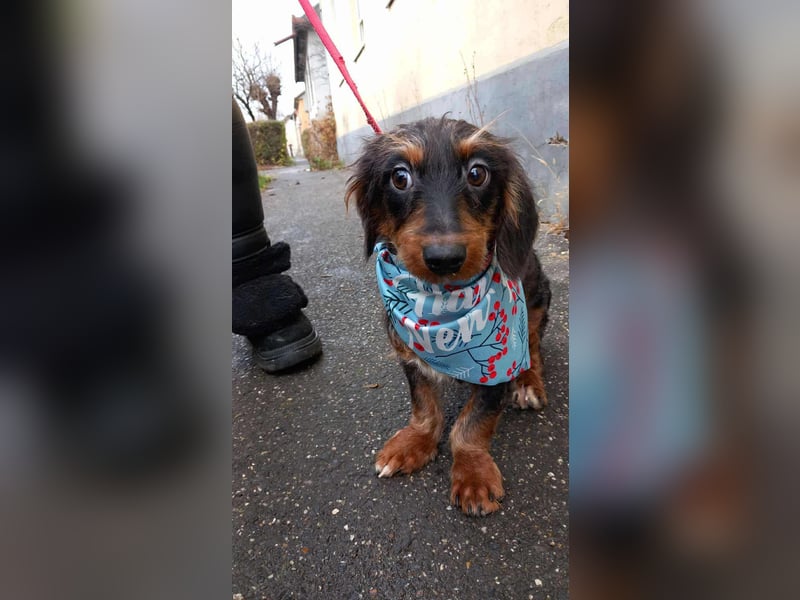 der süße kleine Chip sucht seine Familie