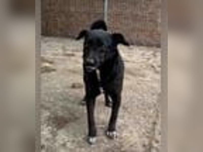 ⭐️RANA⭐️, vorsichtige Hündin, 4,5 Jahre, 38 cm, Mischling, Tierschutz Rumänien