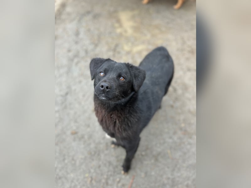 ⭐️YANO⭐️, bezaubernder Hundejunge, 1 Jahr, 37 cm, Mischling, Tierschutz Rumänien