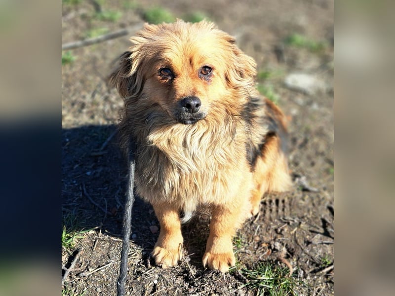 Toni wurde aus einer Gruppe gerettet, nun möchte er Rumänien verlassen