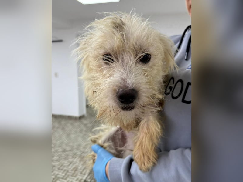 ⭐️LILO⭐️, Hündin, 2 Jahre, 30 cm, Mischling, Tierschutz