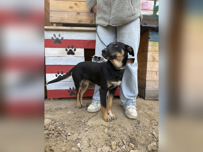 Rizling möchte zeigen, was in ihr steckt