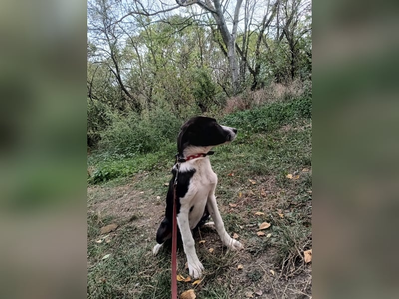 Ziko Tierschutzhund  sucht ein Zuhause