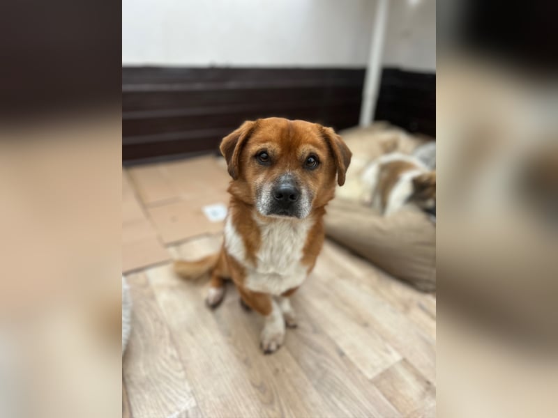 ⭐️TAC⭐️, neugieriger Rüde, 2 Jahre, 35 cm, Mischling, Tierschutz