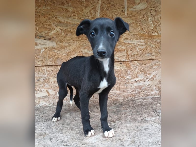Smartie Tierschutzhund sucht ein Zuhause