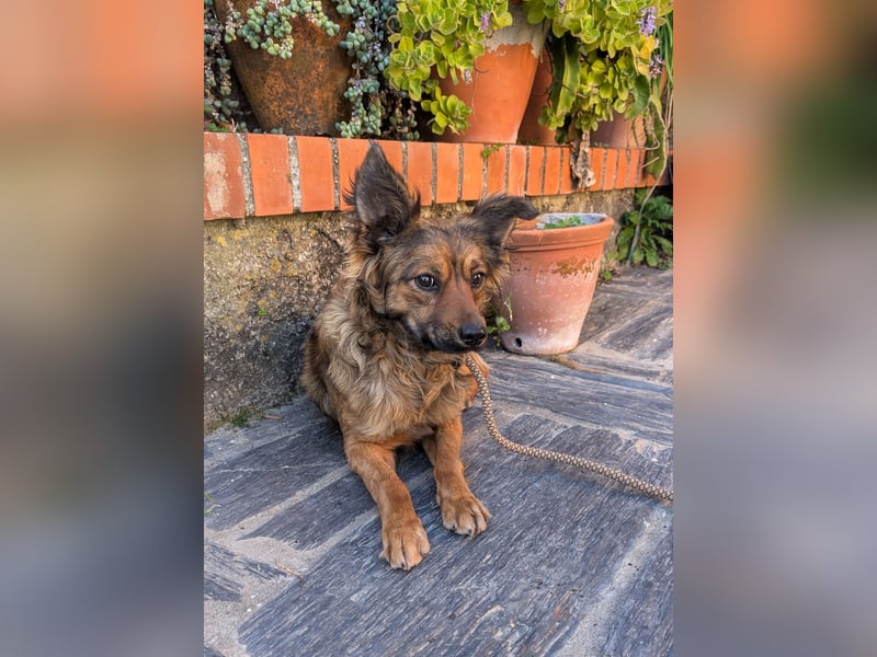 Zauberhafter Joka wartet in Portugal auf unserem Tierschutzhof!