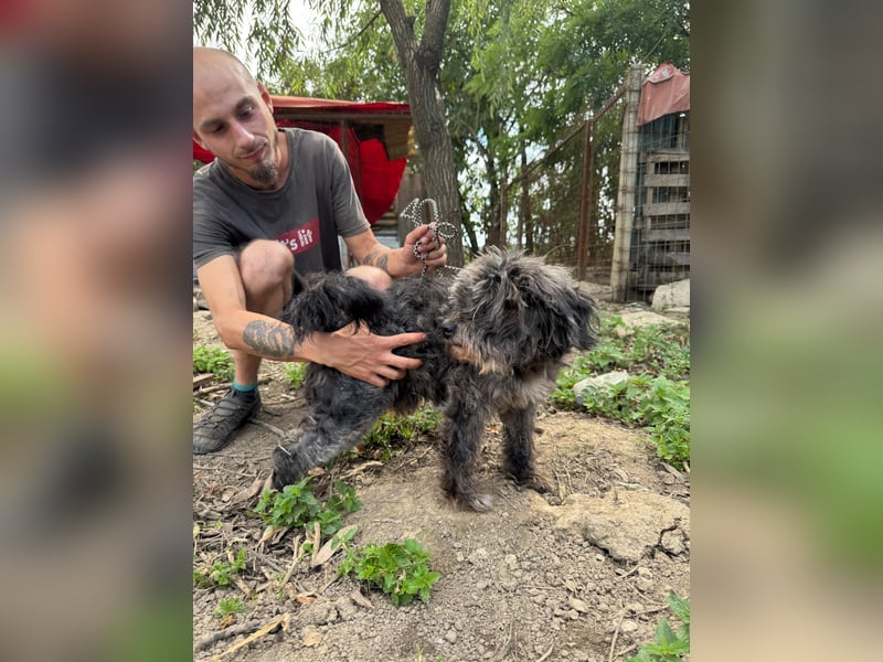 Picúr sucht ein Zuhause voller Liebe