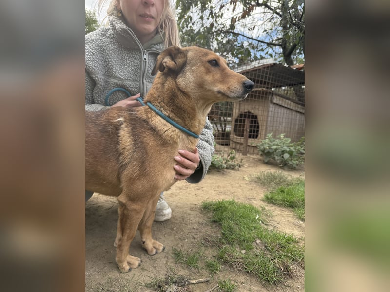 Pityke - freundlicher Hundemann sucht liebevolles Zuhause