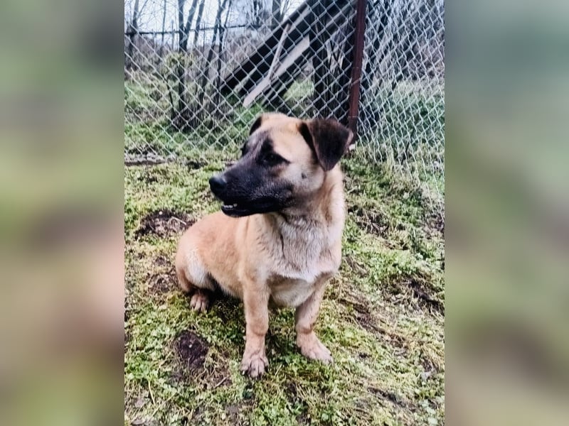 Zara Tierschutzhund sucht ein Zuhause