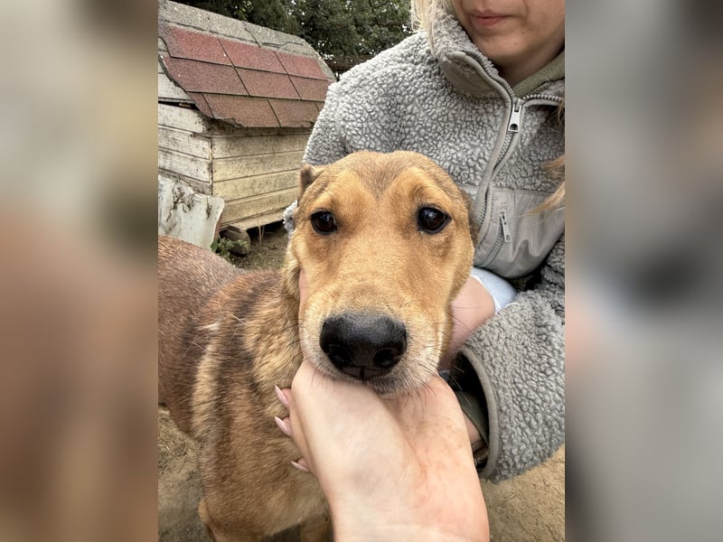 Pityke - freundlicher Hundemann sucht liebevolles Zuhause