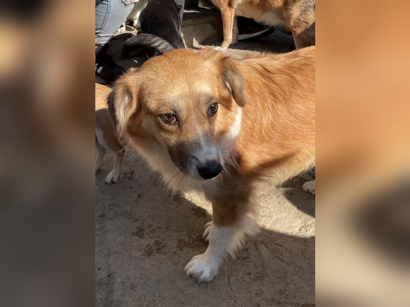 ⭐️FUMI⭐️, kleine Schönheit, fast 7 Jahre, 40 cm, Mischling, Tierschutz