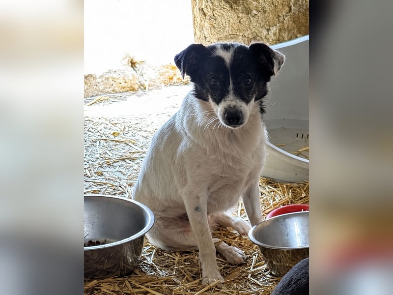 MARENA, anhängliche Hündin, 3 Jahre, 39 cm, Mischling, Tierschutz