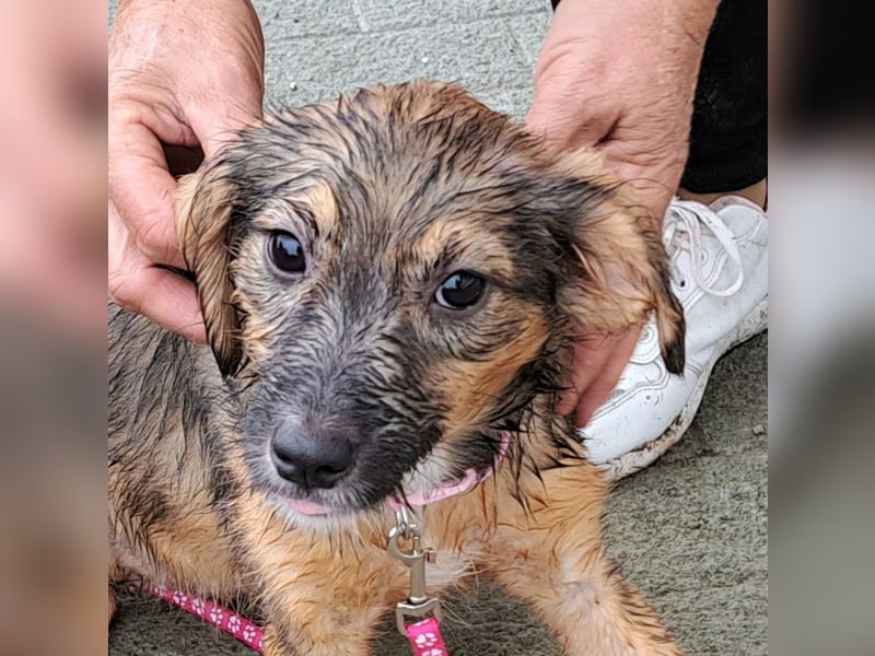 Welpen Mädel Kylo 38cm, möchte Rumänien ganz schnell verlassen