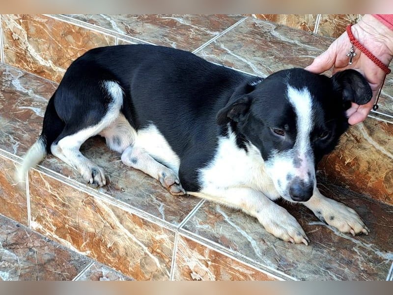 Bernie habe ich aus dem Tötungsshelter gerettet, nun wartet er sehnsüchtig auf ein Zuhause