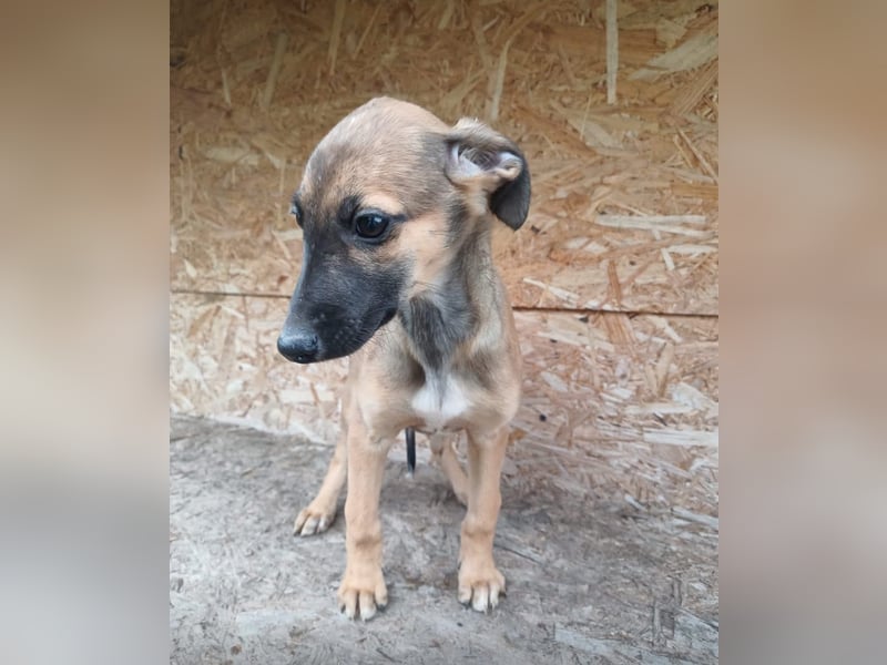 Saphira Tierschutzhund sucht ein Zuhause