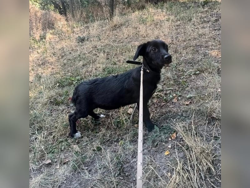 Lilu Tierschutzhund sucht ein Zuhause