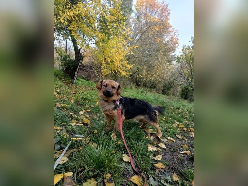 Milly Tierschutzhund sucht ein Zuhause