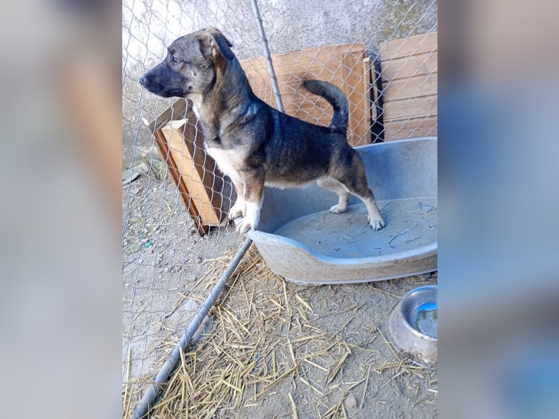 ⭐️ILLA⭐️, Zuckermaus, Hündin, 11 Monate, ca. 33 cm, Mischling, Tierschut