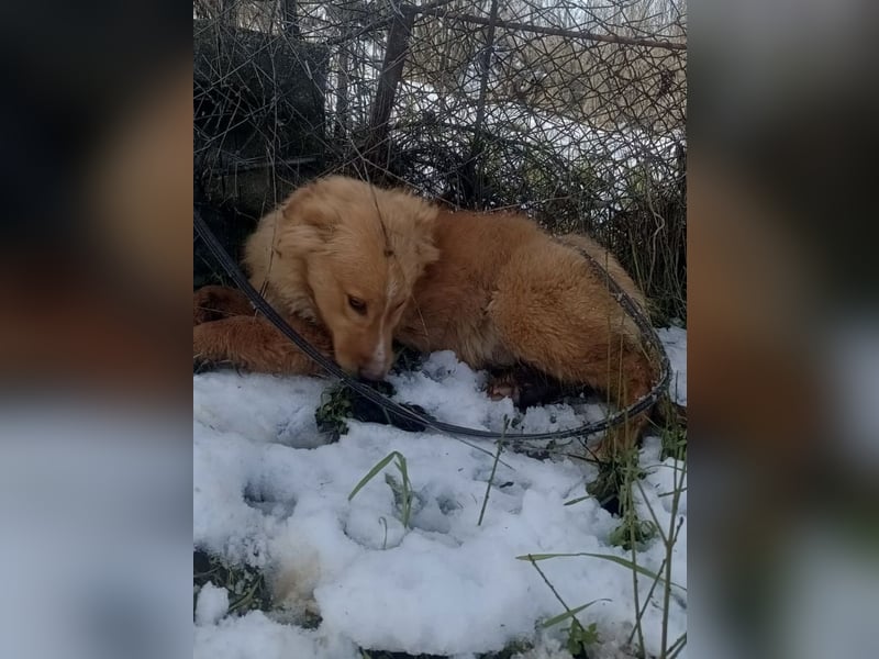 Pancake Tierschutzhund sucht ein Zuhause