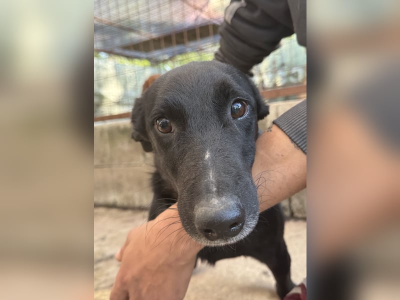 Majka, zarter, lieber Hundemann