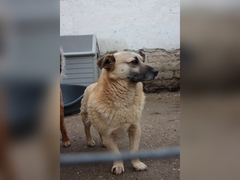 TONI, verschmustes Notfellchen, 3 Jahre, 29 cm, Mischling, Tierschutz Rumänien