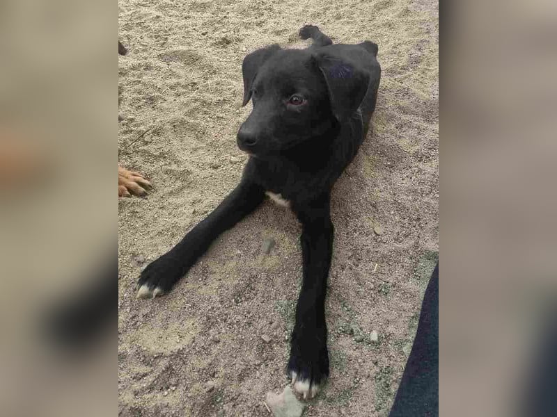 ⭐️YANO⭐️, bezaubernder Hundejunge, 1 Jahr, 37 cm, Mischling, Tierschutz Rumänien