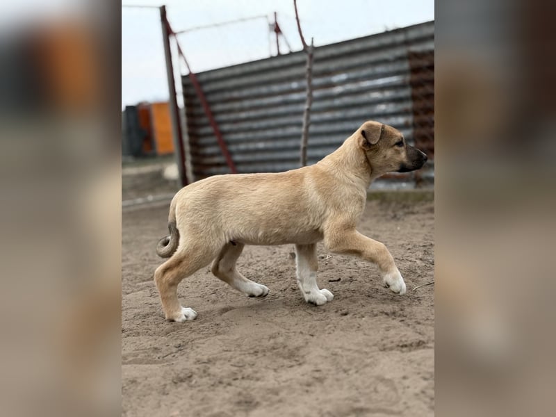 Nevio hat viel Liebe zu geben