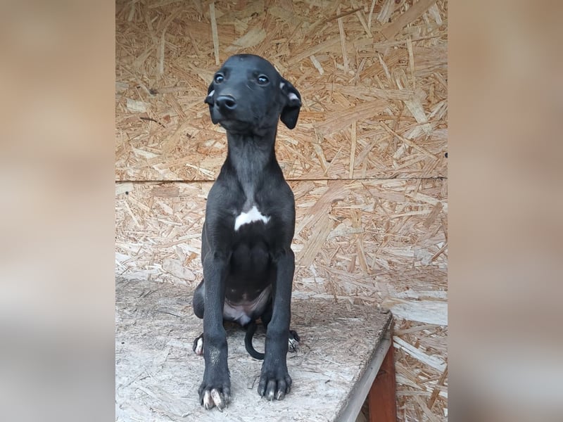 Suki Tierschutzhund sucht  ein Zuhause