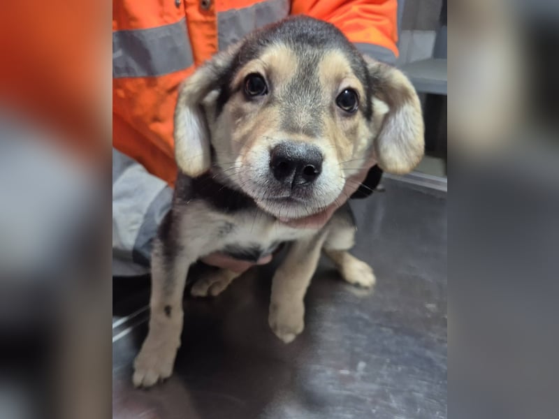 Welpenrüde 890538 sucht seine Menschen