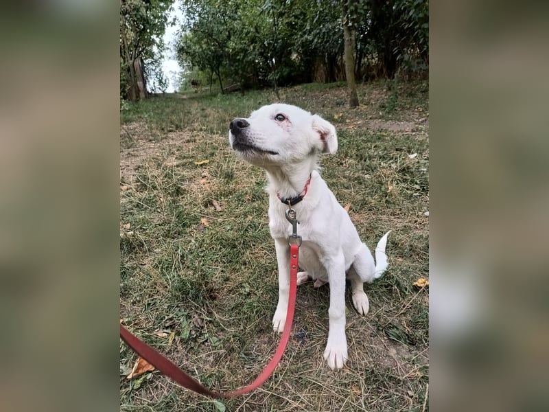 Zeus Tierschutzhund sucht ein Zuhause