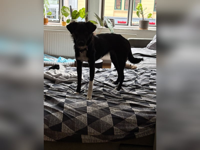 SIMBA, süßes Mischlingsmädchen, 8 Monate, 32 cm, Pflegestelle Köln, Tierschutz Rumänien