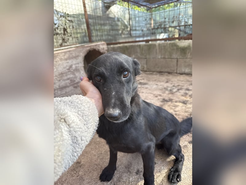 Majka, zarter, lieber Hundemann