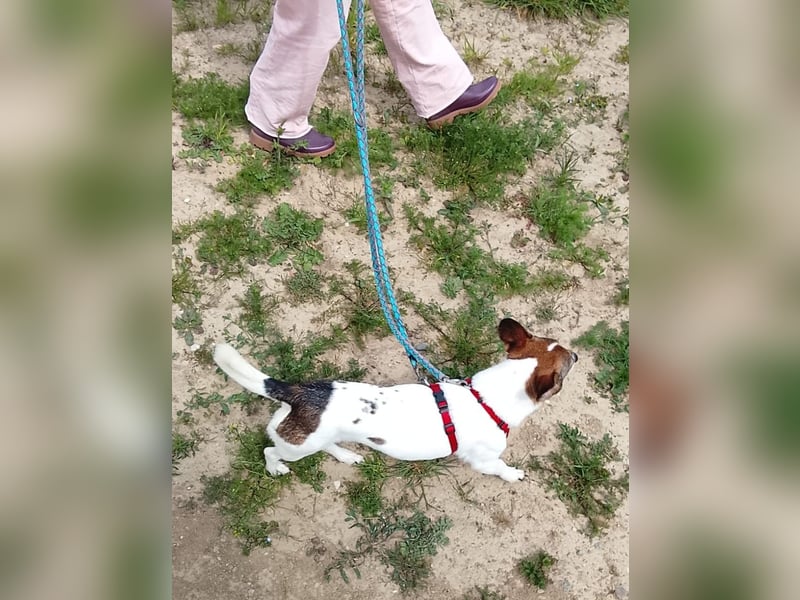 MOLLY, zarte Seele, 3,5 Jahre, 27 cm, Pflegestelle 53773, Tierschutz Rumänien