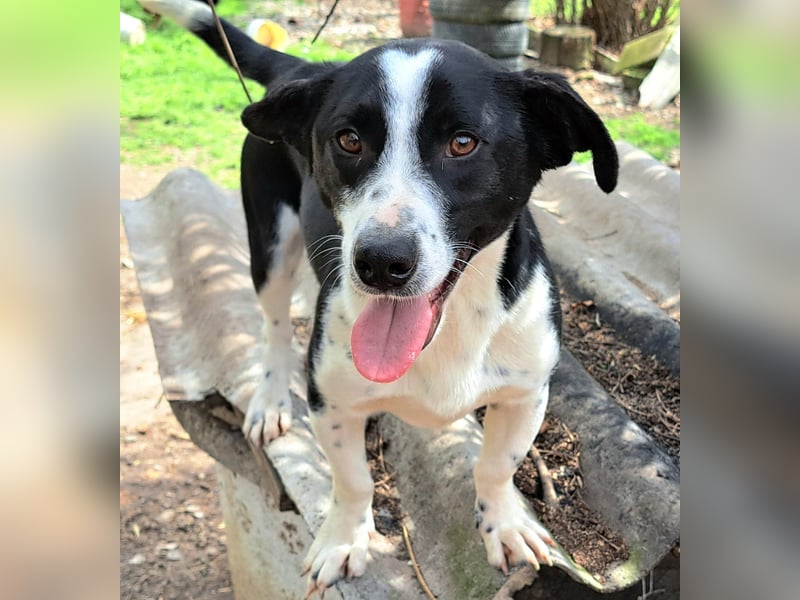 Bernie habe ich aus dem Tötungsshelter gerettet, nun wartet er sehnsüchtig auf ein Zuhause