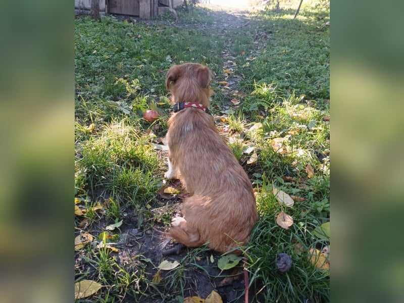 Kaya Tierschutzhund sucht ein Zuhause