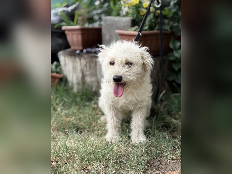 Maggie sucht ein ruhiges Zuhause