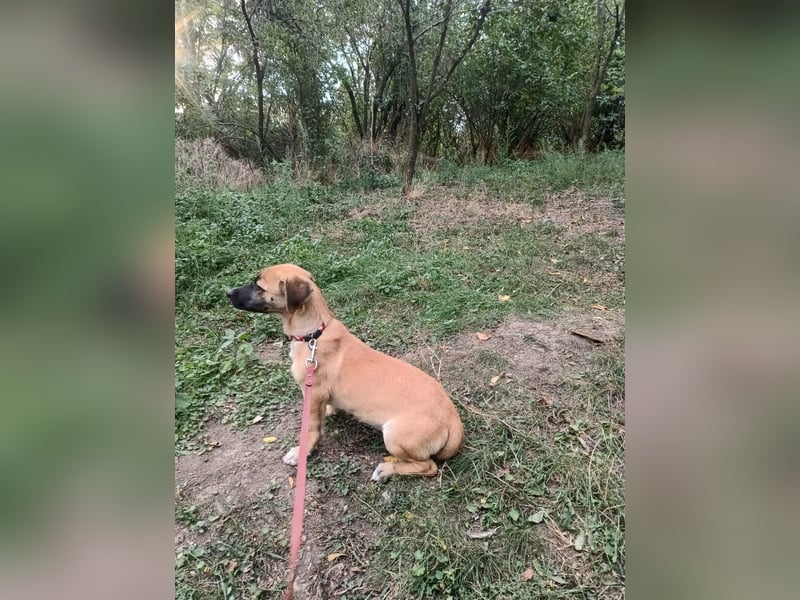 Zara Tierschutzhund sucht ein Zuhause