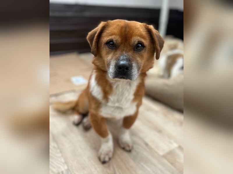 TAC, neugieriger kleiner Rüde, 2 Jahre, 35 cm, Mischling, Tierschutz Rumänien